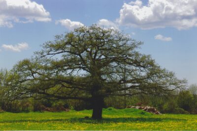 Agrandir l'image 1 sur 60, fenêtre modale