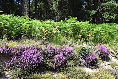 Agrandir l'image 2 sur 60, fenêtre modale