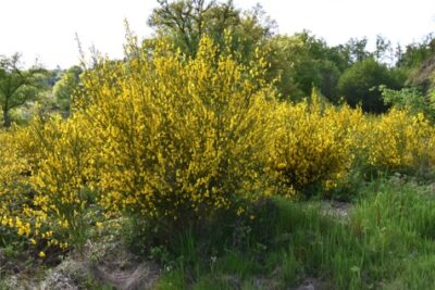 Agrandir l'image 7 sur 60, fenêtre modale